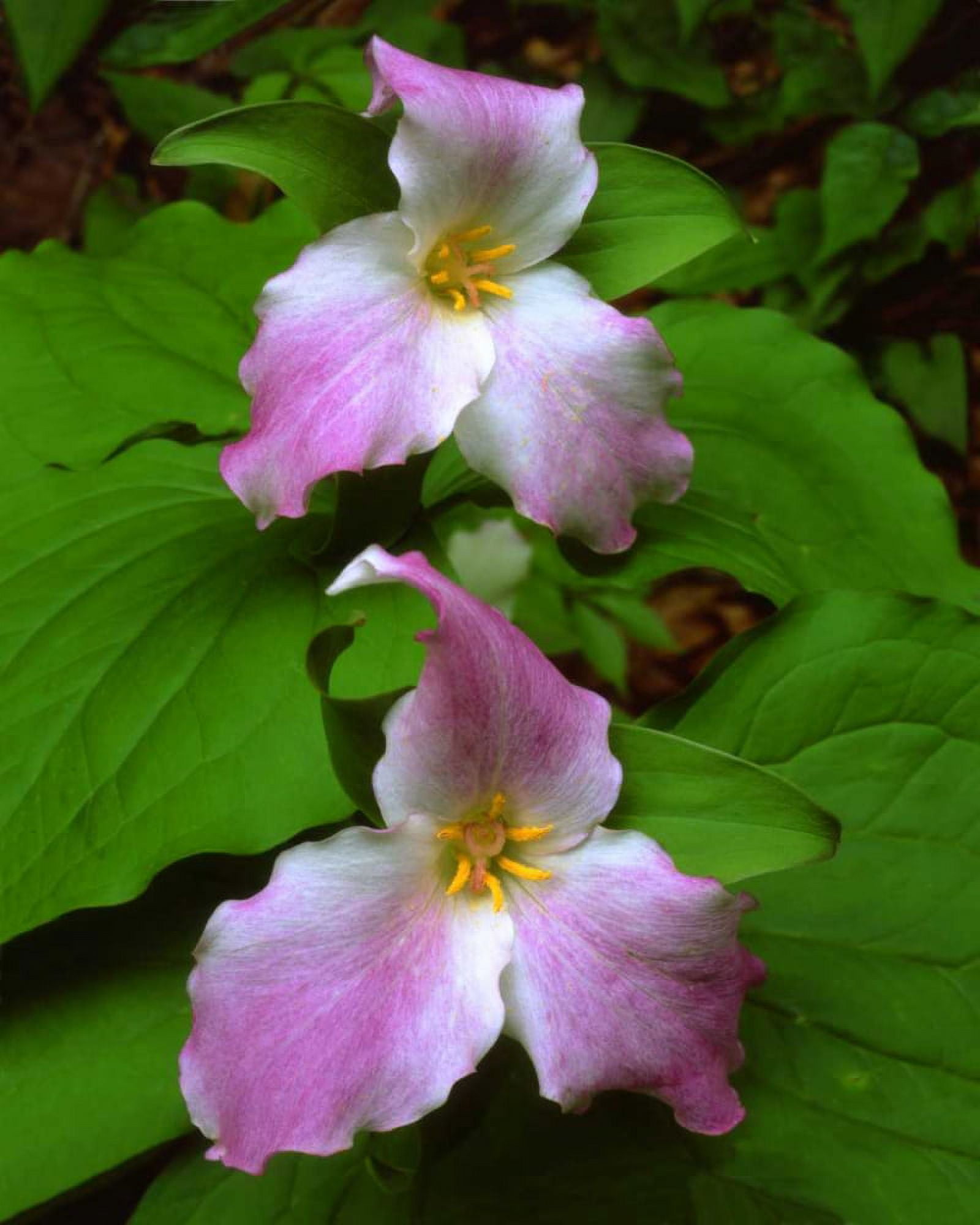 Tennessee, Great Smoky Mts Trillium flowers by Christopher Talbot Frank