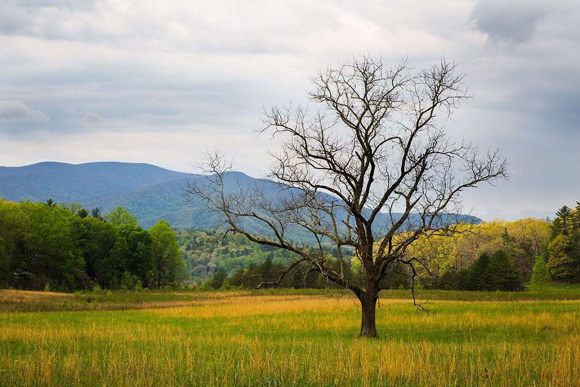 Tennessee Lone tree in field at Cades Cove by Joanne Wells (24 x 18