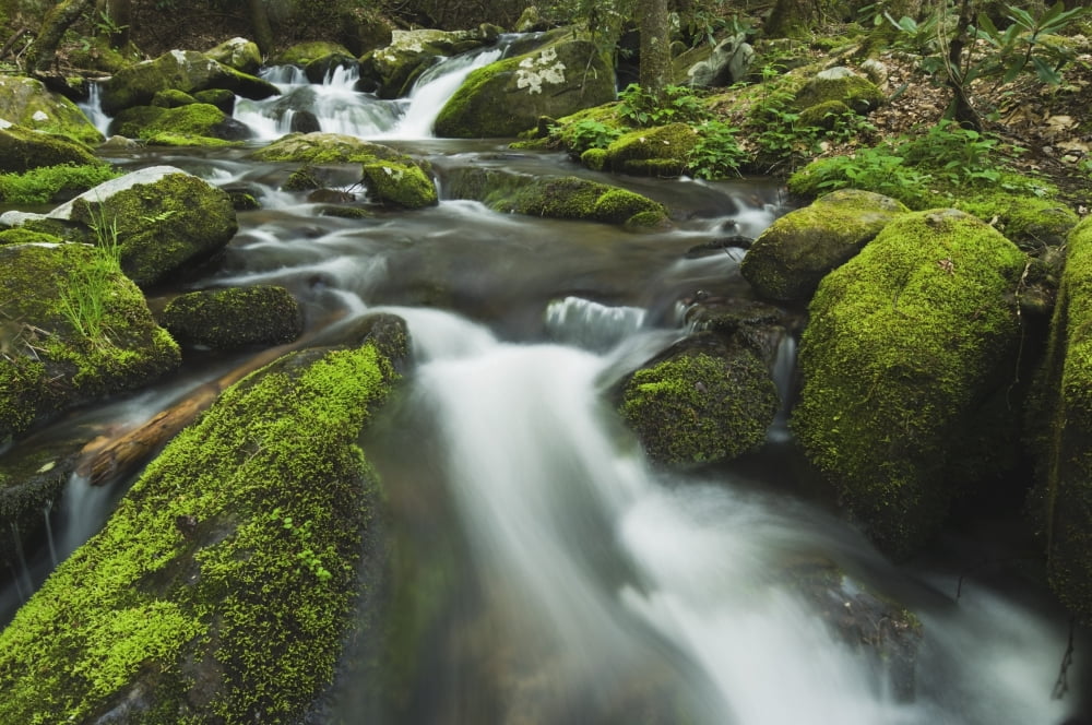 Tennessee United States Of America Moss Covered Rocks And Boulders In The Roaring Fork Of The Great Smoky Mountains National Park Canvas Art - Natural Selection Robert Cable Design Pics (36 x 24)
