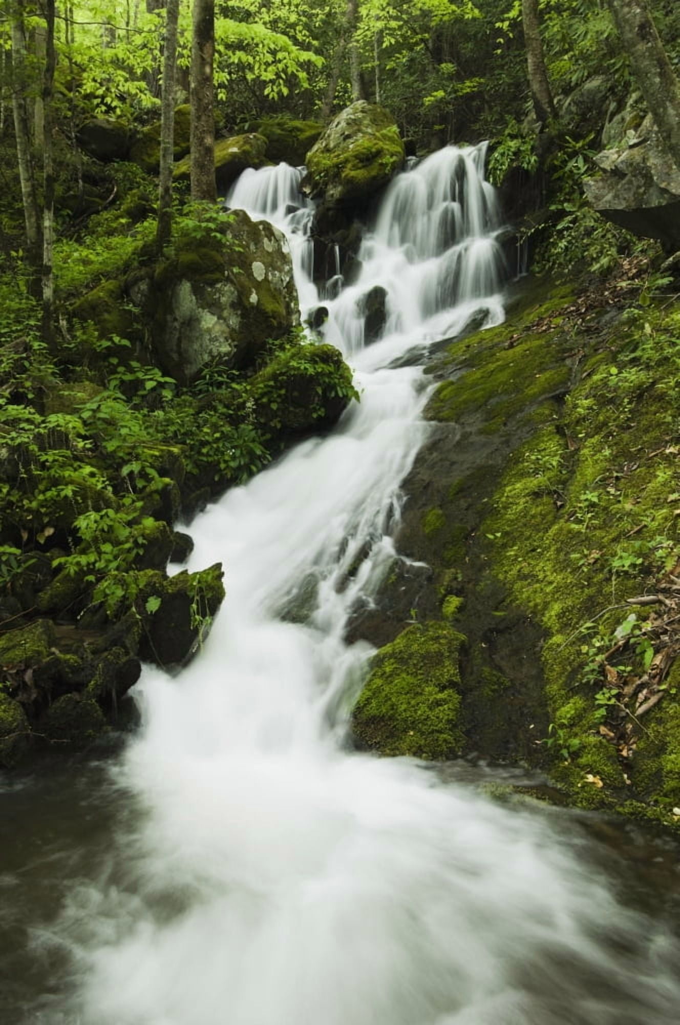 Tennessee United States Of America Spring Foliage And A Seasonal Waterfall In The Great Smoky Mountains National Park Canvas Art - Natural Selection Robert Cable Design Pics (12 x 19)