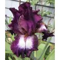 thumbnail image 1 of 'Tennison Ridge' Bearded Iris, 1 of 1