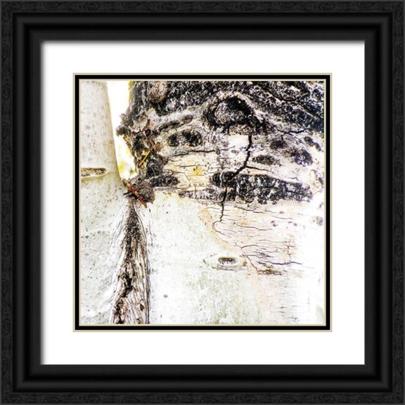 Tenoever, William 12x12 Black Ornate Wood Framed with Double Matting Museum Art Print Titled - Aspens In The Fall 4