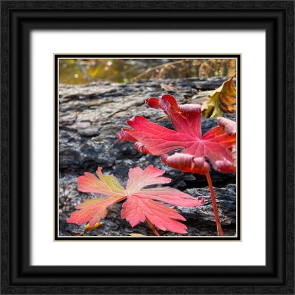 Tenoever, William 12x12 Black Ornate Wood Framed with Double Matting Museum Art Print Titled - Greer in Fall 13
