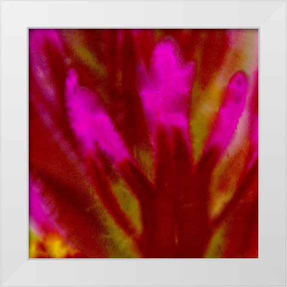 Tenoever, William 12x12 White Modern Wood Framed Museum Art Print Titled - Owl Clover in Bloom 4