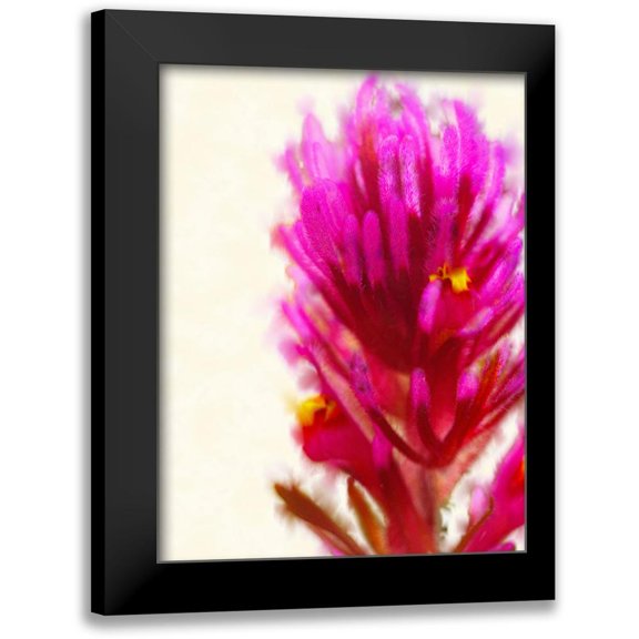 Tenoever, William 15x18 Black Modern Framed Museum Art Print Titled - Owl Clover in Bloom 1