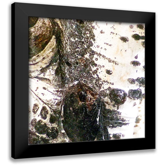 Tenoever, William 20x20 Black Modern Framed Museum Art Print Titled - Aspens In The Fall 3