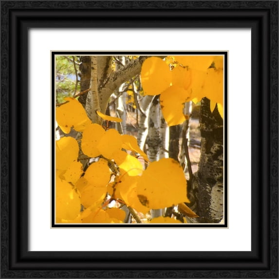 Tenoever, William 20x20 Black Ornate Wood Framed with Double Matting Museum Art Print Titled - Aspens In The Fall 14