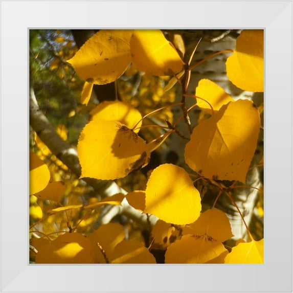 Tenoever, William 20x20 White Modern Wood Framed Museum Art Print Titled - Aspens In The Fall 13