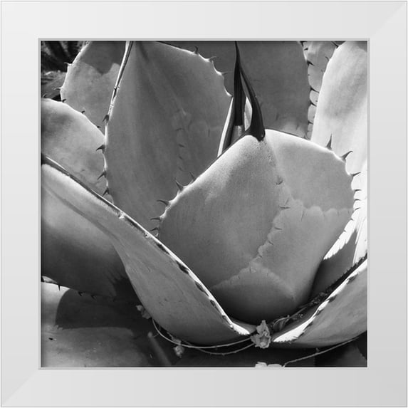 Tenoever, William 20x20 White Modern Wood Framed Museum Art Print Titled - Mescal Agave: BandW