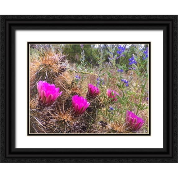 Tenoever, William 24x19 Black Ornate Wood Framed with Double Matting Museum Art Print Titled - Hedgehog and Lupine