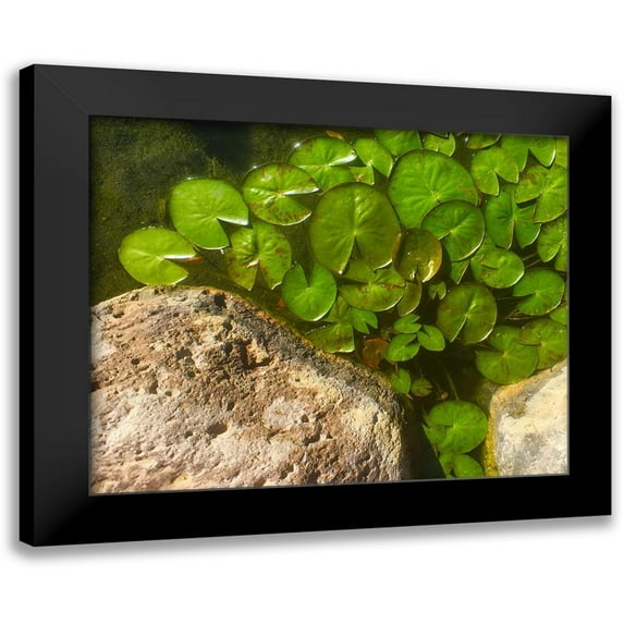 Tenoever, William 24x20 Black Modern Framed Museum Art Print Titled - Lillypads C