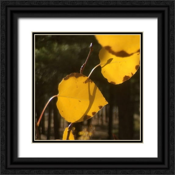 Tenoever, William 26x26 Black Ornate Wood Framed with Double Matting Museum Art Print Titled - Aspens In The Fall 12