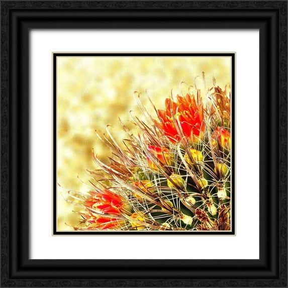 Tenoever, William 26x26 Black Ornate Wood Framed with Double Matting Museum Art Print Titled - Gold Type: Barrel Cactus 2a
