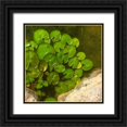 thumbnail image 1 of Tenoever, William 26x26 Black Ornate Wood Framed with Double Matting Museum Art Print Titled - Lillypads B, 1 of 4