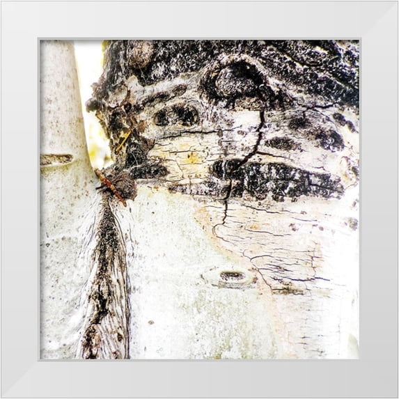 Tenoever, William 26x26 White Modern Wood Framed Museum Art Print Titled - Aspens In The Fall 4