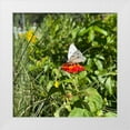 thumbnail image 1 of Tenoever, William 26x26 White Modern Wood Framed Museum Art Print Titled - CheckeredWhiteButterfly, 1 of 4