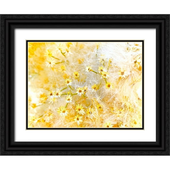 Tenoever, William 32x25 Black Ornate Wood Framed with Double Matting Museum Art Print Titled - ColorMoods:BroomBlooms2
