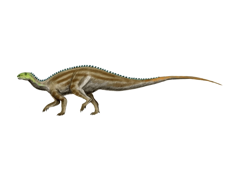 Tenontosaurus dinosaur Canvas Art - Nobumichi TamuraStocktrek Images (17 x 13)