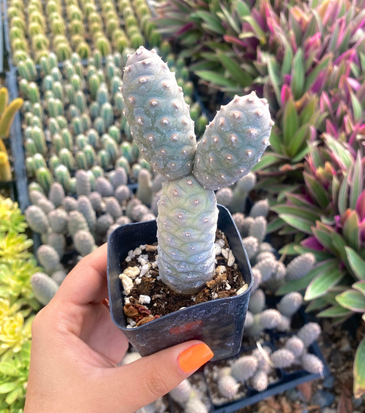 Tephrocactus Articulatus Var. Inermis - Pine Cone Cactus Succulent Live  Plant 2 Inch for Indoor Outdoor Home Office Garden Decor - Walmart.com