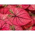 thumbnail image 1 of Tequila Sunrise Caladium Bulbs for Planting - Perennial Hosta, Elephant Ears, Fancy (20 Bulbs), 1 of 3