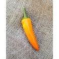 thumbnail image 1 of Tequila Sunrise Chile Heirloom Pepper Premium Seeds Packet, 1 of 1