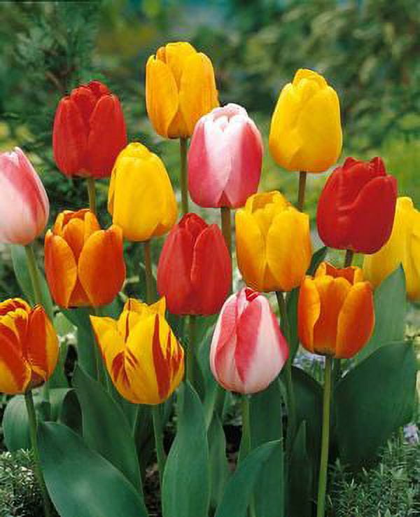 Tequila Sunrise Tulip 50 Bulbs Colorful Mix