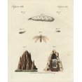 thumbnail image 1 of Termites And Mound Poster Print By ® Florilegius Mary Evans (24 X 36), 1 of 4