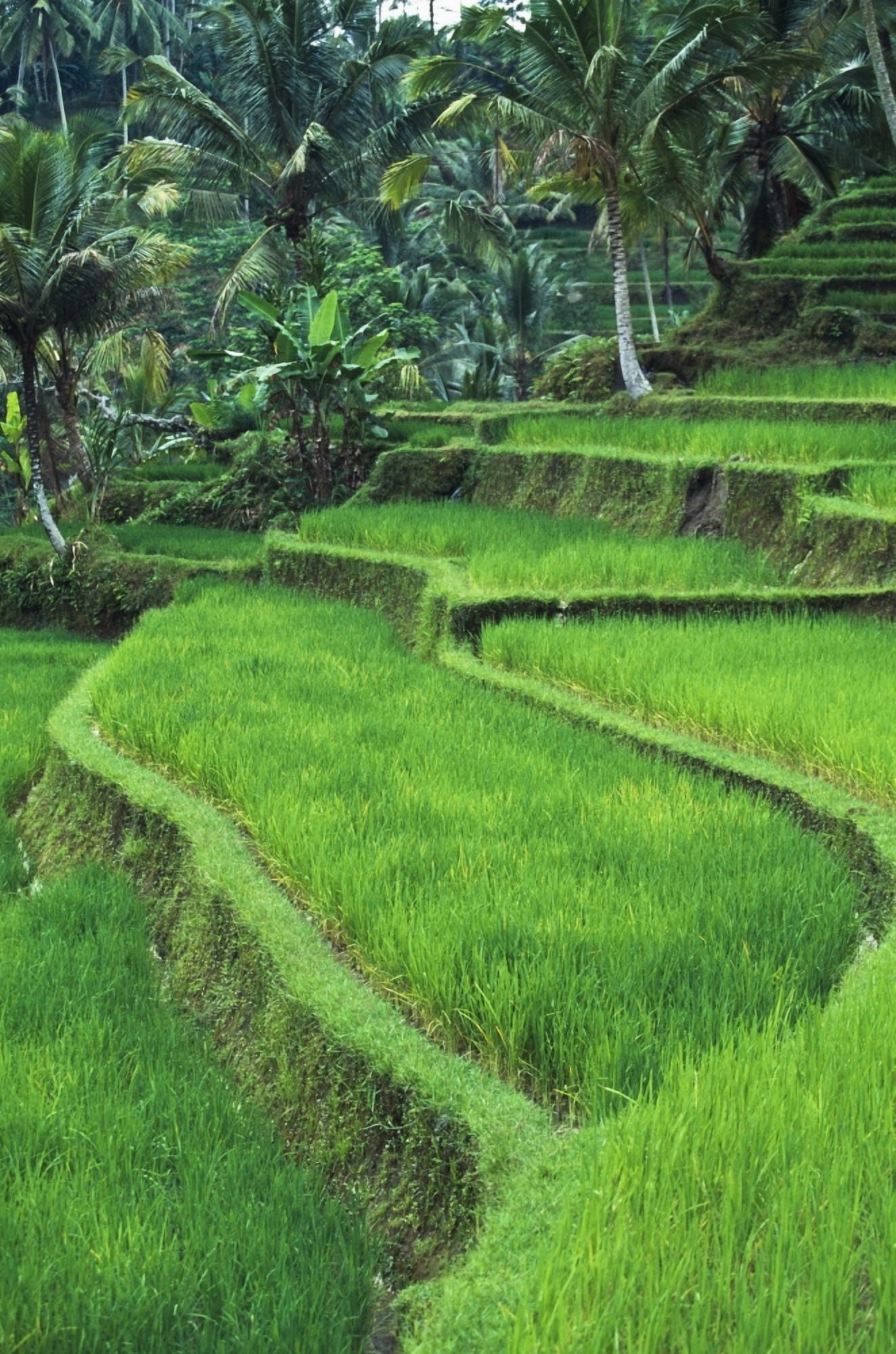 Terraced Fields Of Rice Canvas Art - Jim Holmes Design Pics (24 x 38)