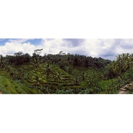 Terraced Rice Field Flores Island Indonesia Poster Print, 15 x 6