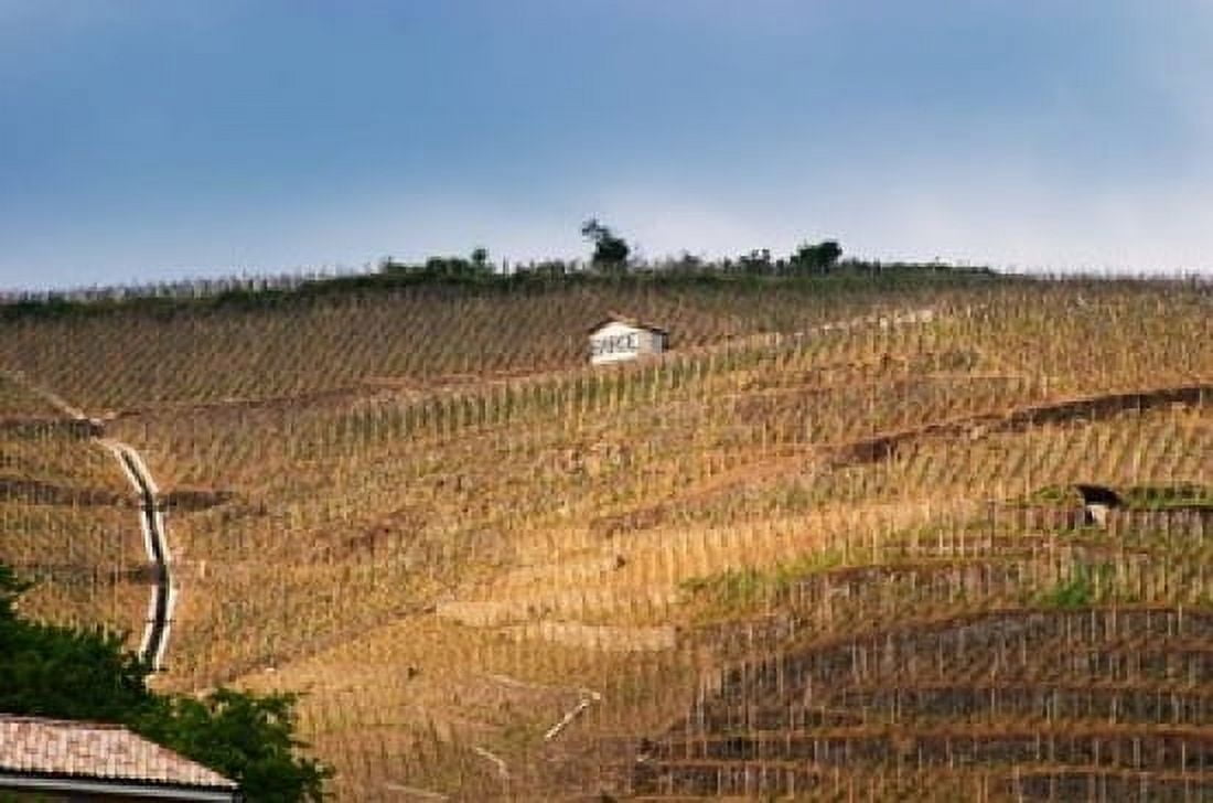 Terraced Vineyards in the Cote Rotie District Canvas Art - Per Karlsson DanitaDelimont (36 x 24)
