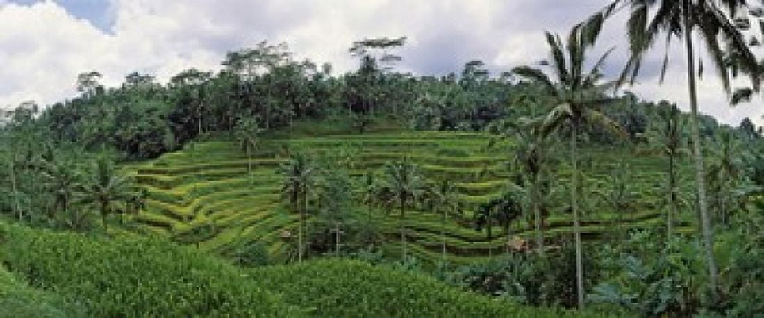 Terraced rice field Bali Indonesia Canvas Art - Panoramic Images (15 x 6)