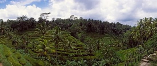 Terraced rice field Flores Island Indonesia Canvas Art - Panoramic Images (15 x 6)