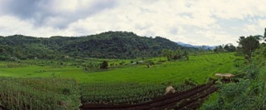 Terraced rice field Flores Island Indonesia Canvas Art - Panoramic Images (30 x 13)
