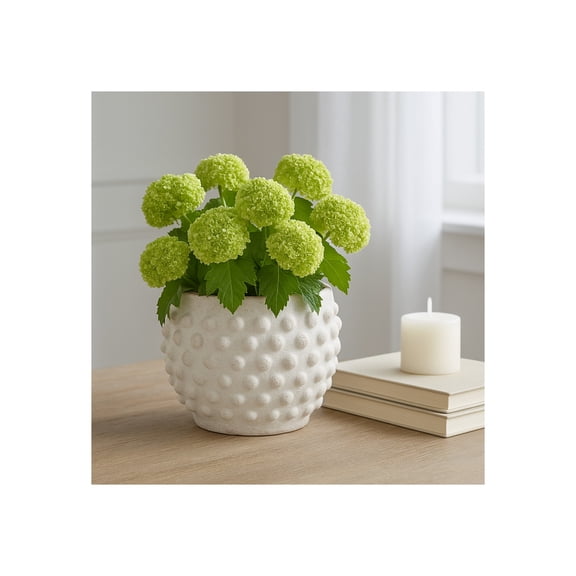 Textured Flower Pots for Home Decor - Terracotta Planters with Bubble Design for Outdoor and Indoor Plants Display - Sleek Garden Plant Pots for Living Room or Patio Styling - 5", White