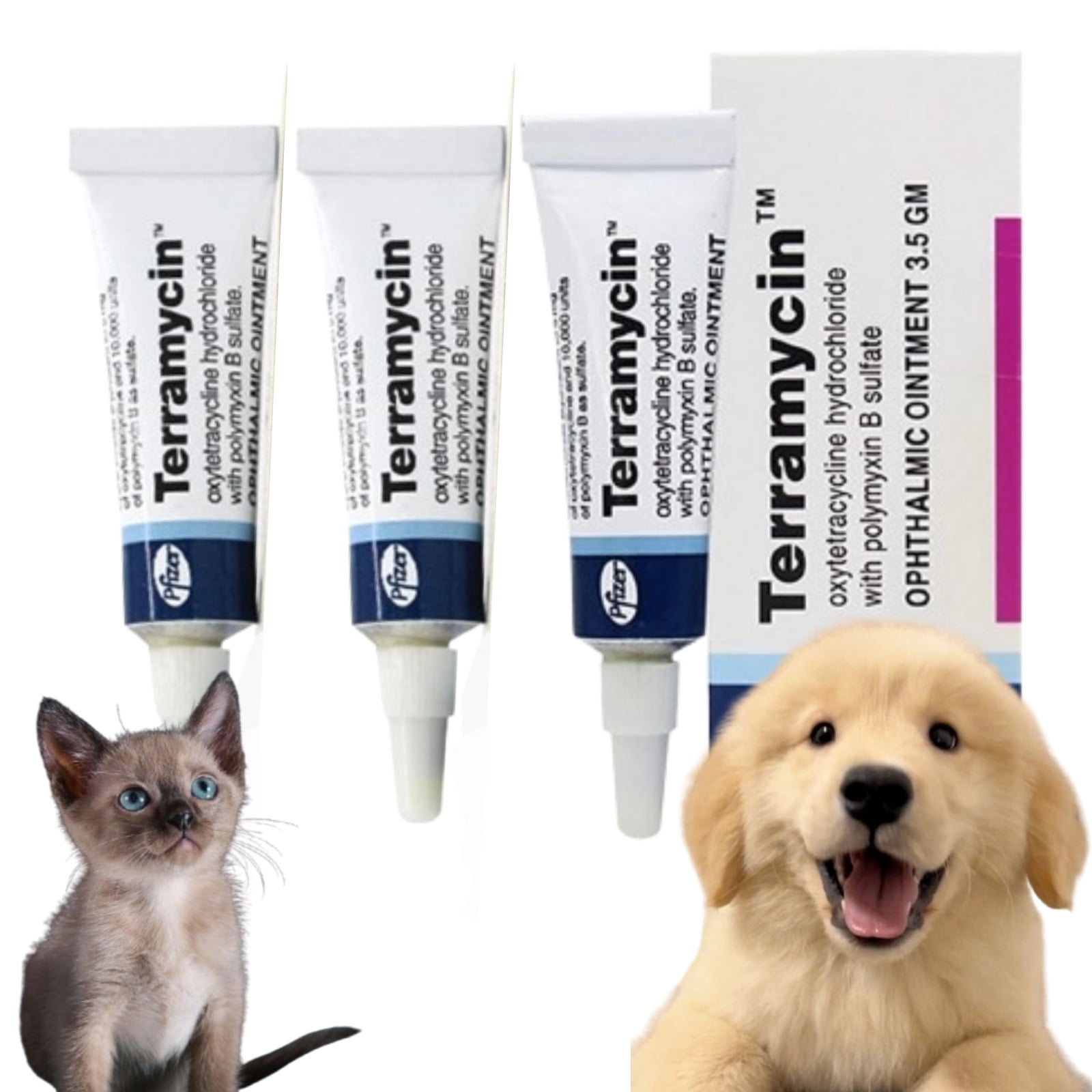 Terramycin Antibiotic Ointment for Eye Infection Treatment in Dogs