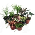 thumbnail image 1 of Terrarium & Fairy Garden Plants - 10 Plants in 2" pots, 1 of 4