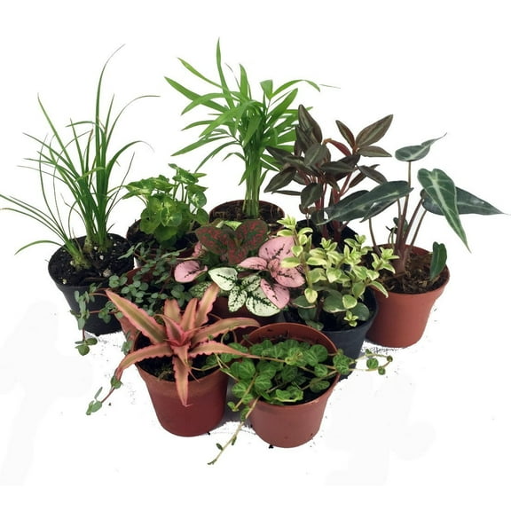 Terrarium & Fairy Garden Plants - 45 Plants in 2" pots