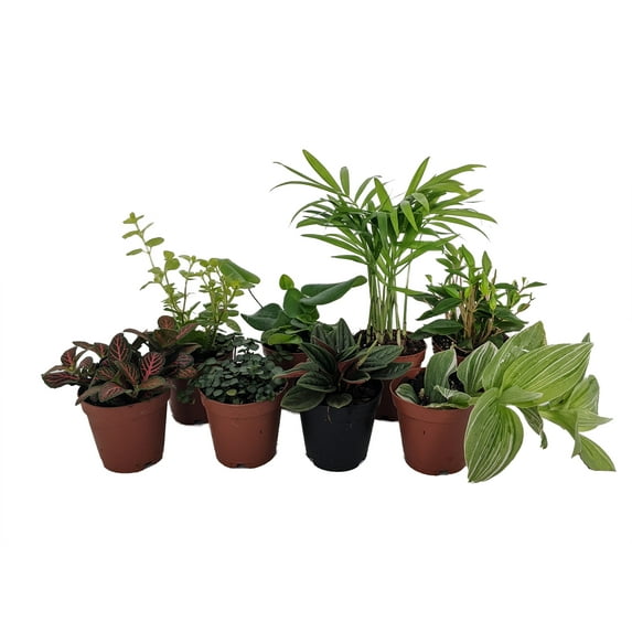 Terrarium & Fairy Garden Plants - 8 Plants in 2" pots