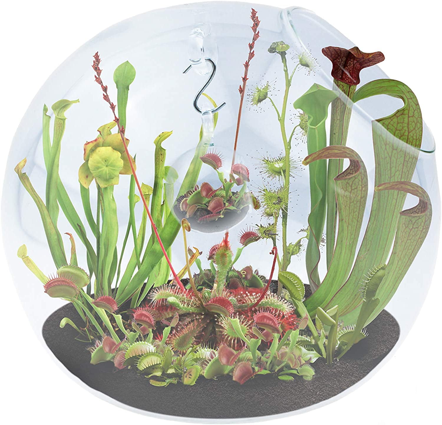 Terrarium in a Terrarium Carnivorous Creatures Collection of Fly