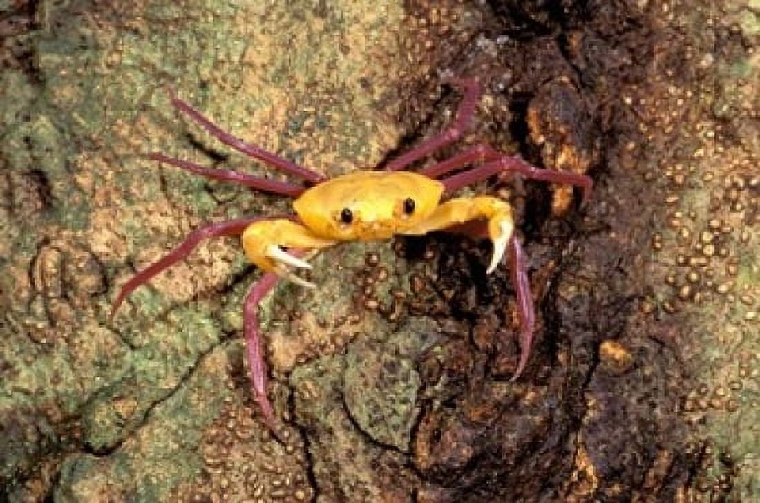 Terrestrial Arboreal Crab Ankarana Special Reserve Madagascar Canvas Art - Pete Oxford DanitaDelimont (24 x 15)