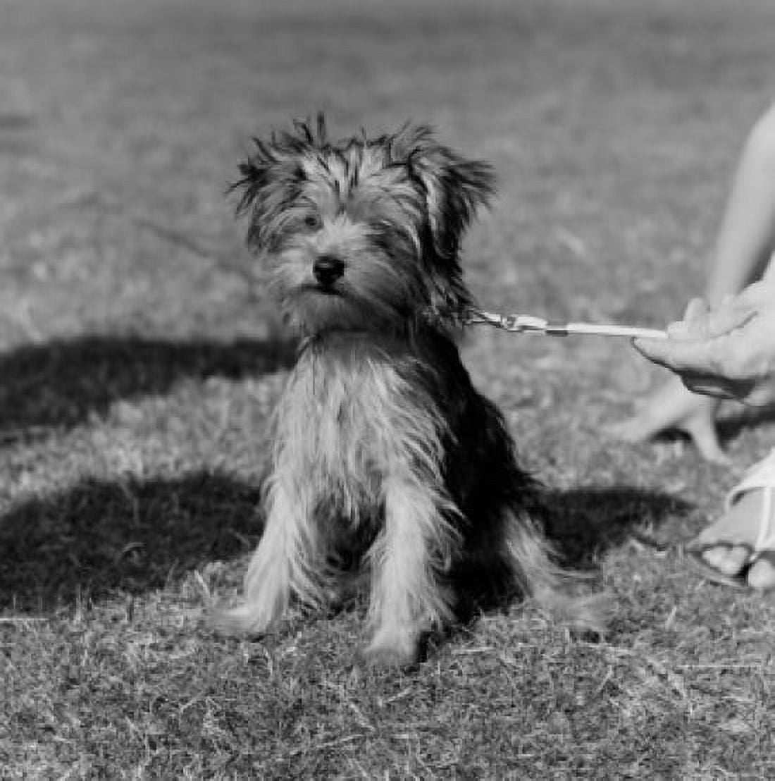 Terrier with owner on grass Canvas Art - (24 x 36)