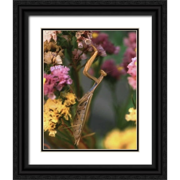 Terrill, Steve 12x14 Black Ornate Wood Framed with Double Matting Museum Art Print Titled - OR, Portland Praying mantis on statice plant