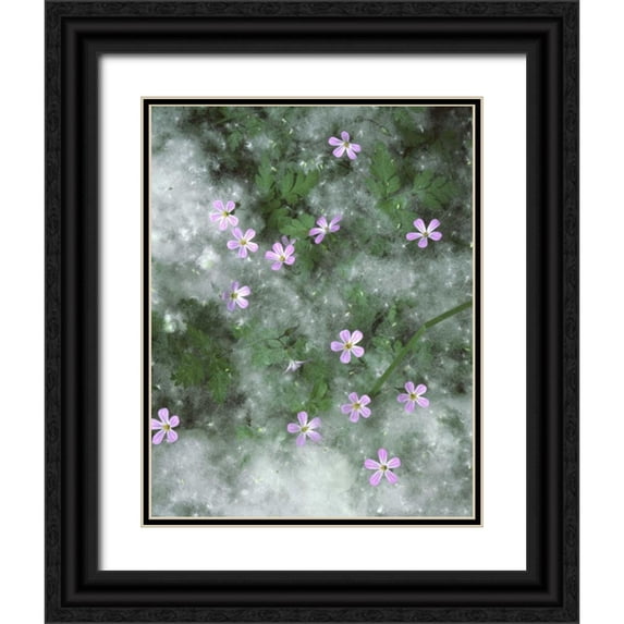 Terrill, Steve 12x14 Black Ornate Wood Framed with Double Matting Museum Art Print Titled - OR, Storksbill flowers surrounded by seeds