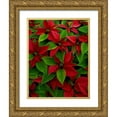 thumbnail image 1 of Terrill, Steve 12x14 Gold Ornate Wood Framed with Double Matting Museum Art Print Titled - USA, Red poinsettia flowers with green leaves, 1 of 4