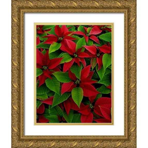 Terrill, Steve 12x14 Gold Ornate Wood Framed with Double Matting Museum Art Print Titled - USA, Red poinsettia flowers with green leaves