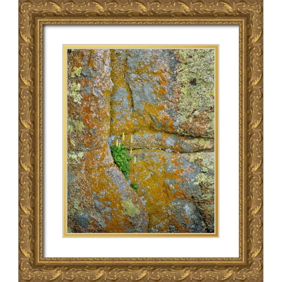 Terrill, Steve 12x14 Gold Ornate Wood Framed with Double Matting Museum Art Print Titled - WY, Vedauwoo Park Poker heuchera plant