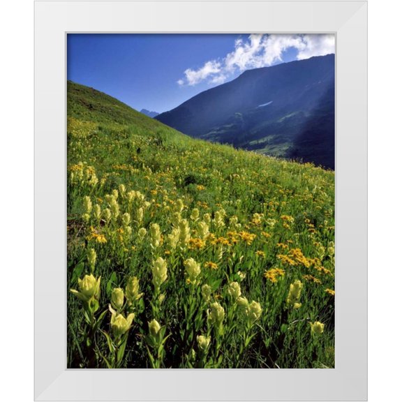 Terrill, Steve 12x14 White Modern Wood Framed Museum Art Print Titled - CO, Gunnison NF Sulfur paintbrush and groundsel