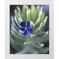thumbnail image 1 of Terrill, Steve 12x14 White Modern Wood Framed Museum Art Print Titled - OR, Portland, Pimpernel caught on euphorbia plant, 1 of 4