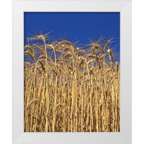 Terrill, Steve 12x14 White Modern Wood Framed Museum Art Print Titled - Oregon, Yamhill County Tall wheat stalks