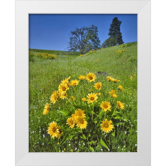 Terrill, Steve 12x14 White Modern Wood Framed Museum Art Print Titled - WA, Balsamroot, pine and oak trees on hillside